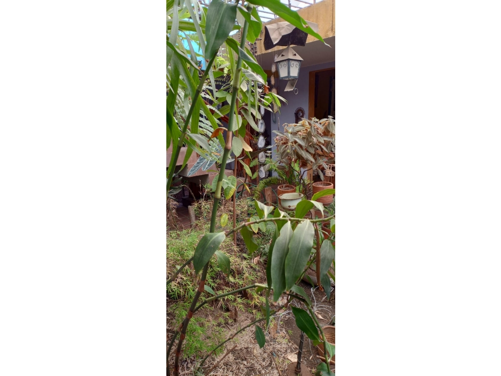 BOSQUE CASA EN UN LUGAR TRANQUILO SIN TRAFICO AL LADO DE PARQUE NORTE — foto 3
