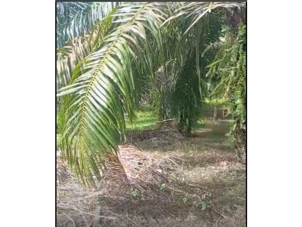 Venta de Finca de Palma Africana con Negocio en Marcha Barú Chiriquí - 1