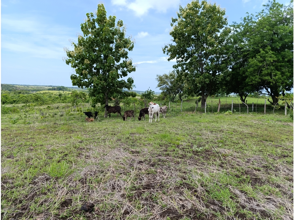 Finca de casi 10 Hectáreas en Llano Bonito, Coclé | US$274,000 - 1