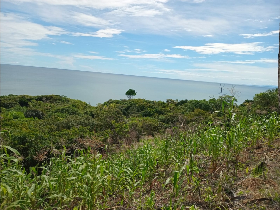 Venta Exclusiva: Dos Lotes con Potencial en Miguel de la Borda - 1