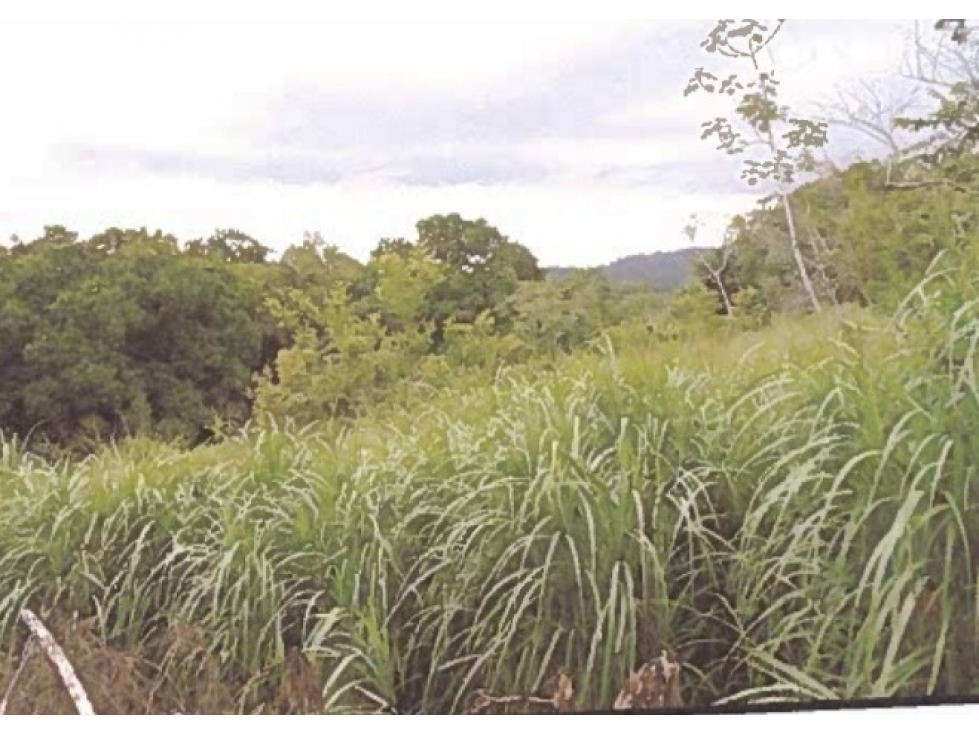 Finca Reposeida para Urbanizar (Arraiján) - 1