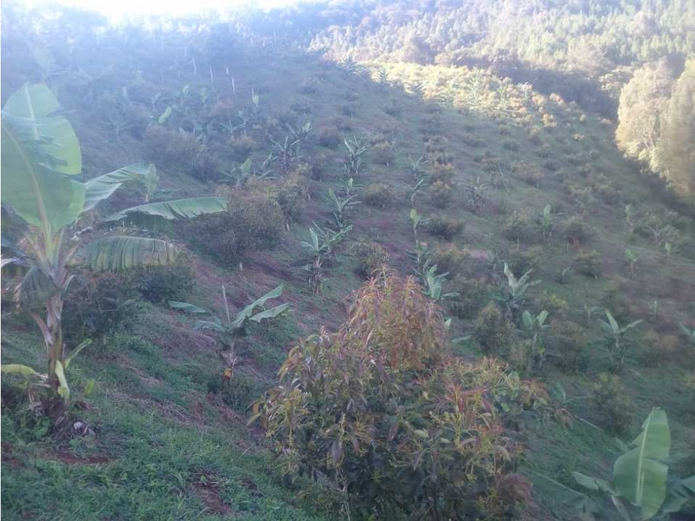 VENTA DE TERRENO EN JERICÓ VEREDA LA PRADERA - 1
