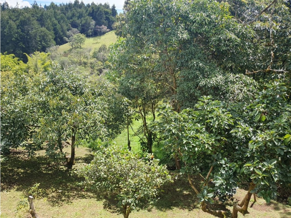 VENTA FINCA EN RIONEGRO VEREDA EL CARMIN — foto 3