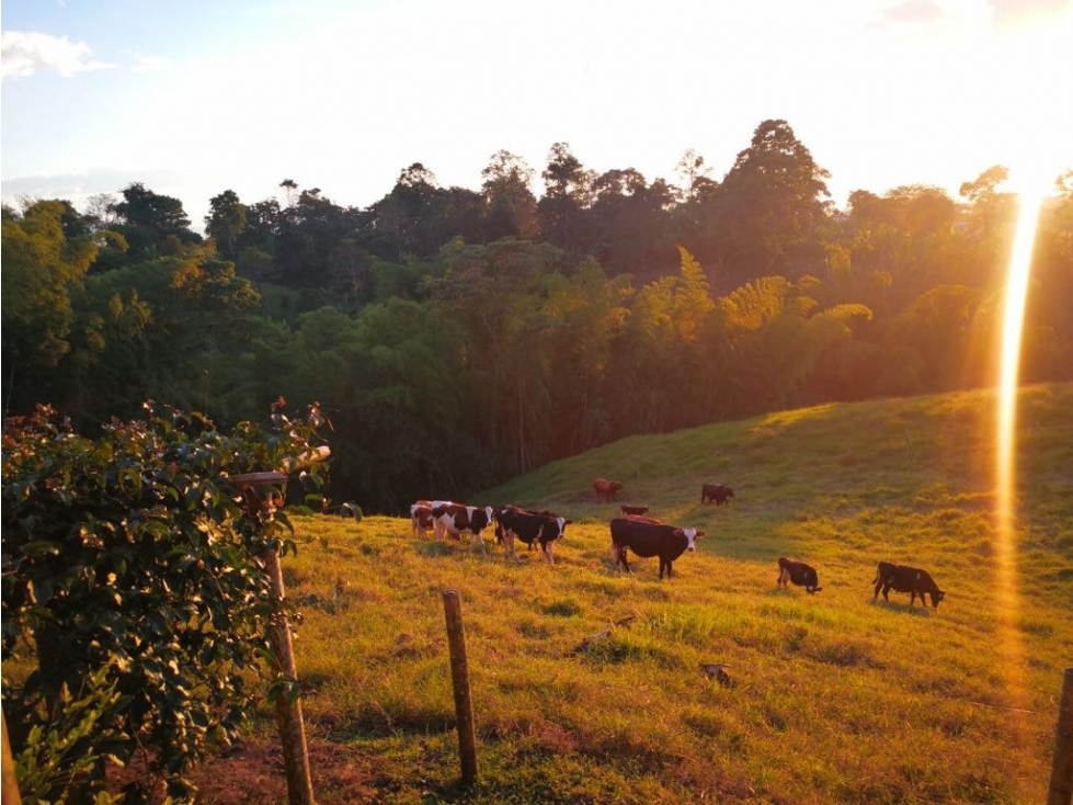 VENTA FINCA VÍA CIRCASIA -MONTENEGRO QUINDIO - 6