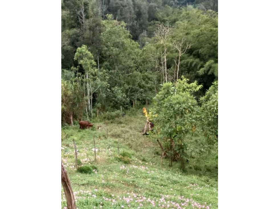 VENTA LOTE USO INDUSTRIAL VIA CALDAS AMAGA - 4