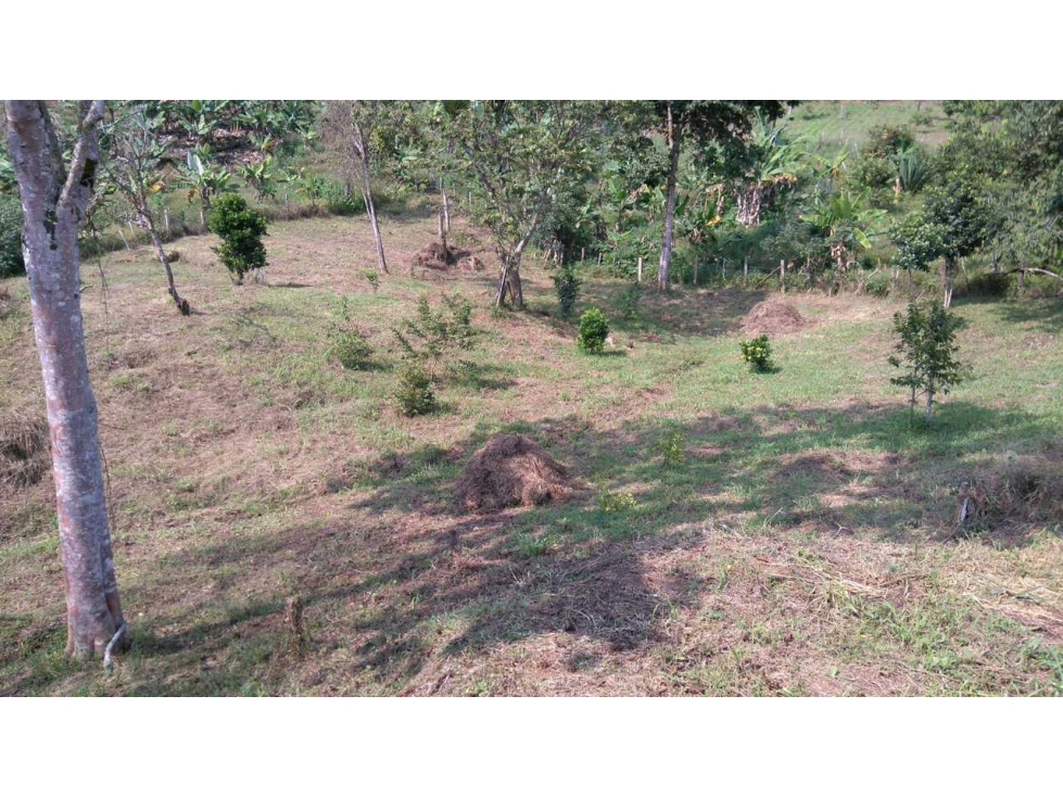 VENDO LOTE CAMPESTRE LA QUISQUINA PALMIRA LJ — foto 4