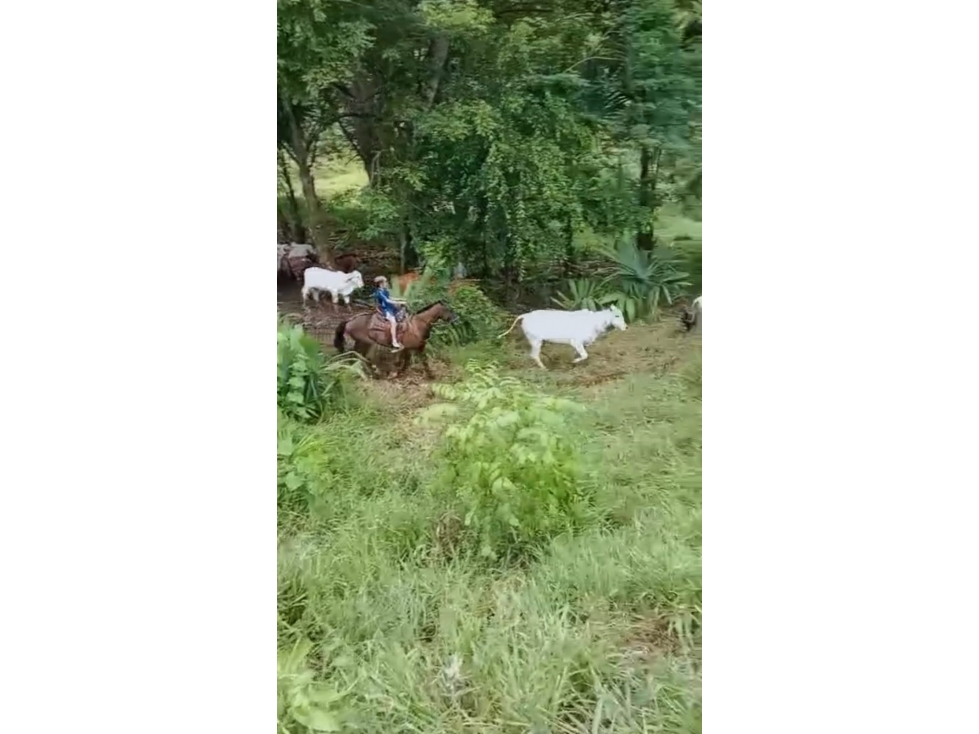 Finca ganadera y agrícola - Tierra Alta - 2