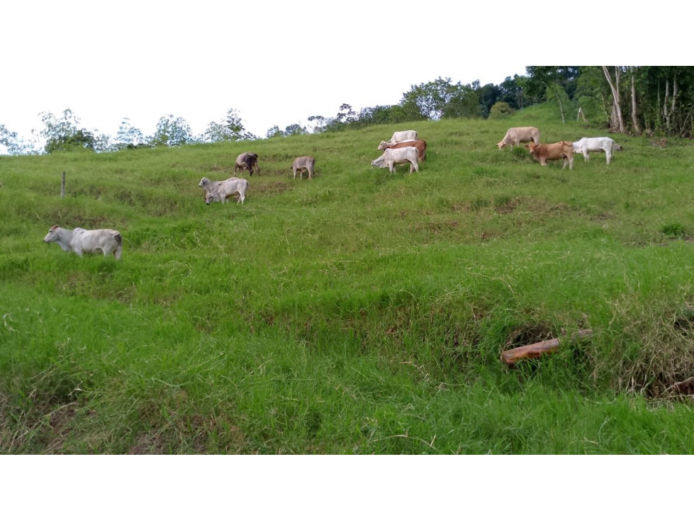 SE VENDE FINCA EN COMBIA — foto 2