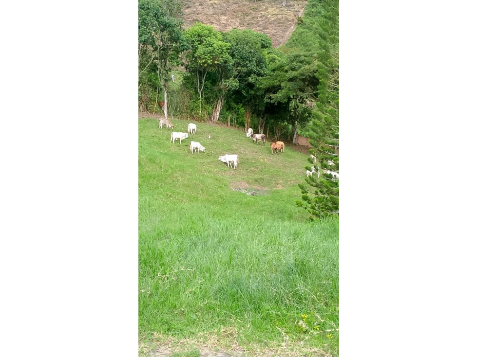 SE VENDE FINCA EN COMBIA — foto 3