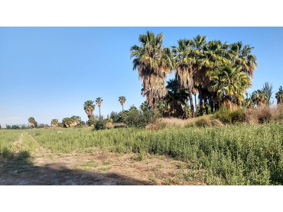 Venta Finca apta cultivos en Mendoza Argentina - 3