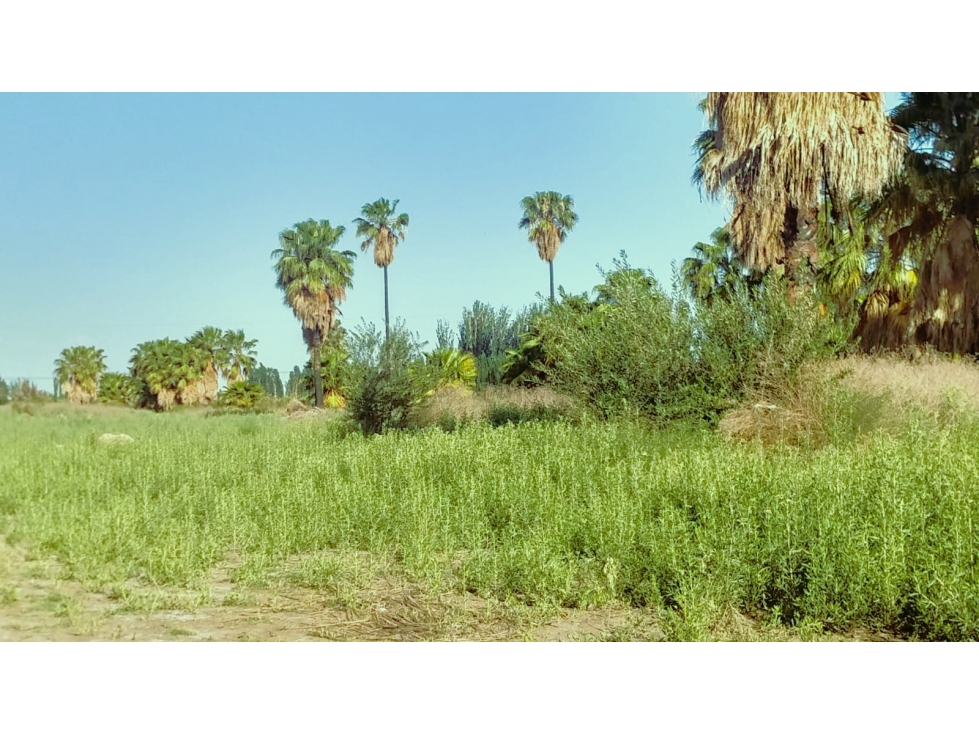 Venta Finca apta cultivos en Mendoza Argentina - 4
