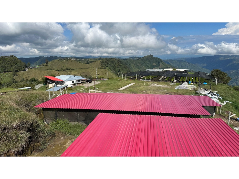 Finca en Venta en Padua Tolima - 2