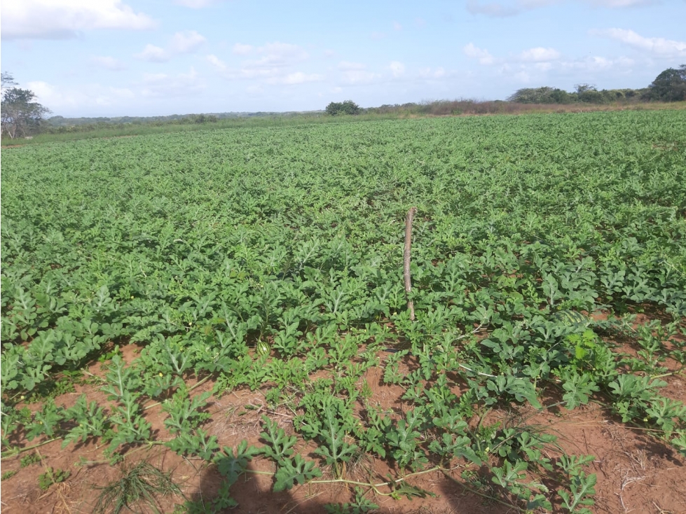 Pacora se vende terreno para siembra hect reas — foto 2