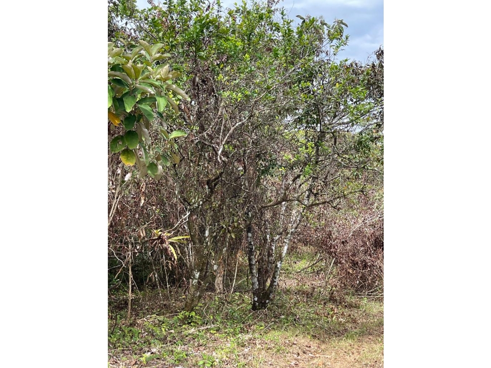 COLÓN , SE VENDE FINCA DE 36.5HAS - 3