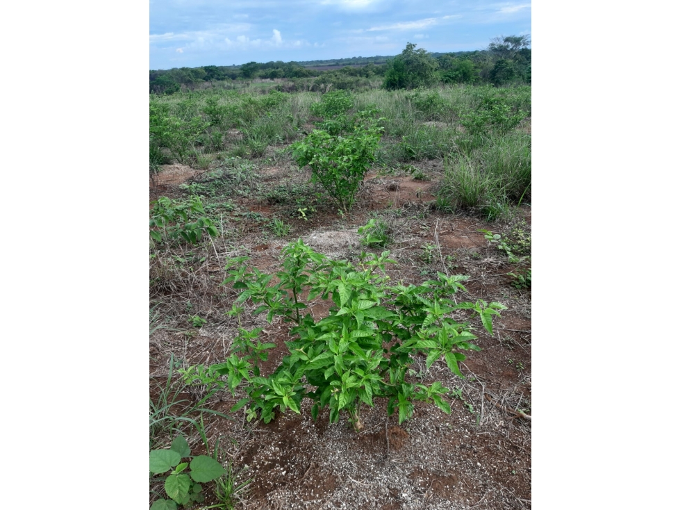 Pacora se vende terreno para siembra hect reas — foto 6
