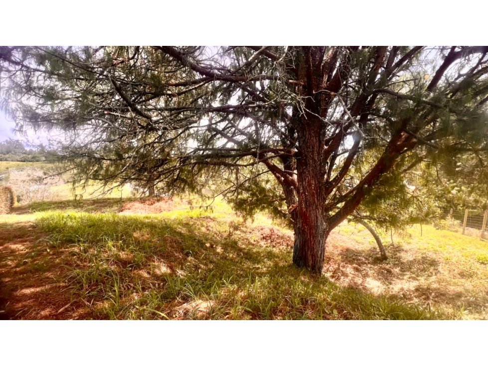 Lote 2.962m² Verde Campiña $860M San Antonio-La Ceja con 260926-01 — foto 5
