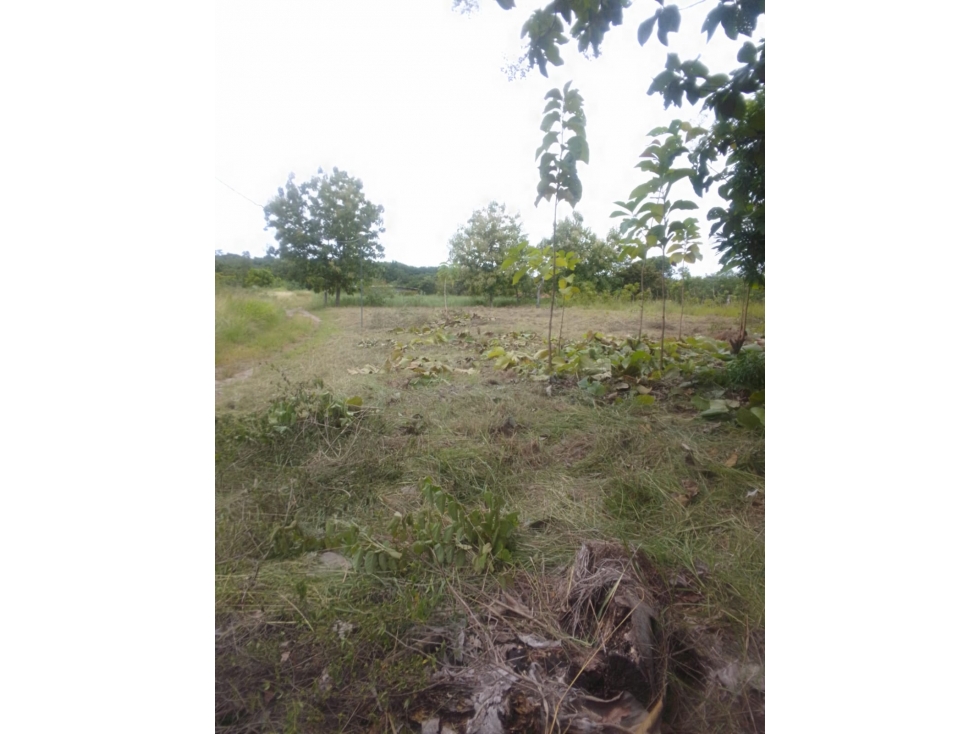 Terreno en Antón Coclé en Venta - 5