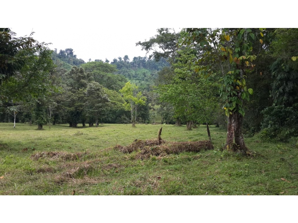 Se Vende Finca Chiriquí, Puerto Armuelles (AB) — foto 4