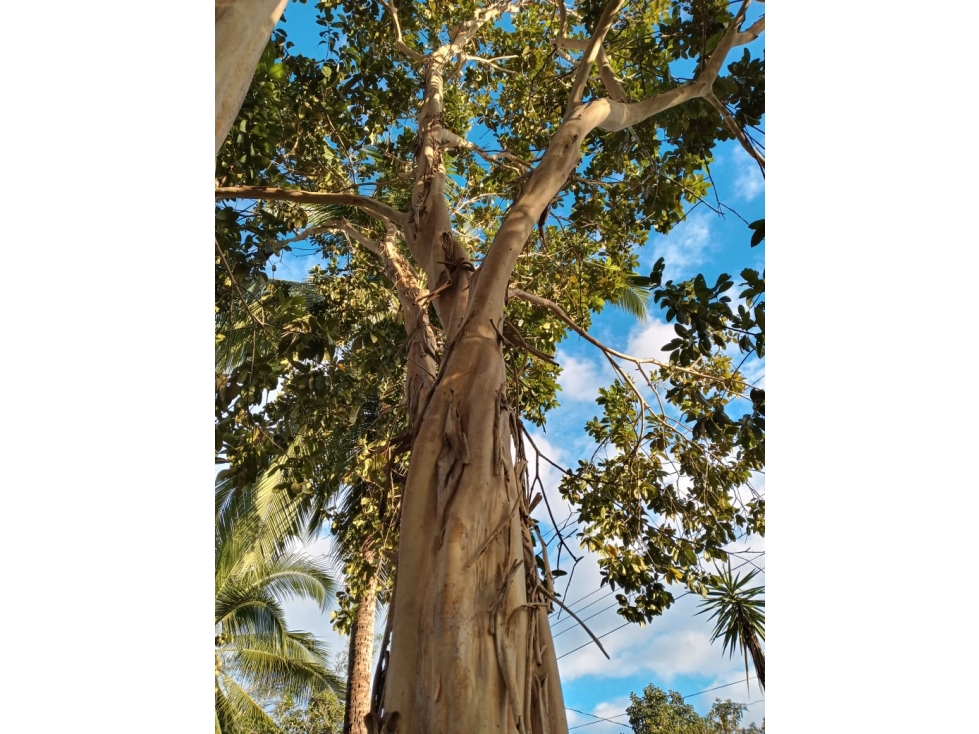 Se Vende Finca Chiriquí, Puerto Armuelles (AB) — foto 5