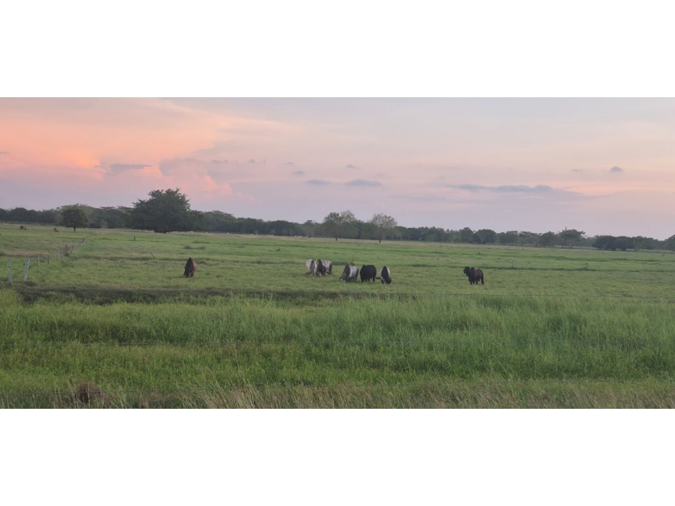 Vendo Lote campestre via el sabanal