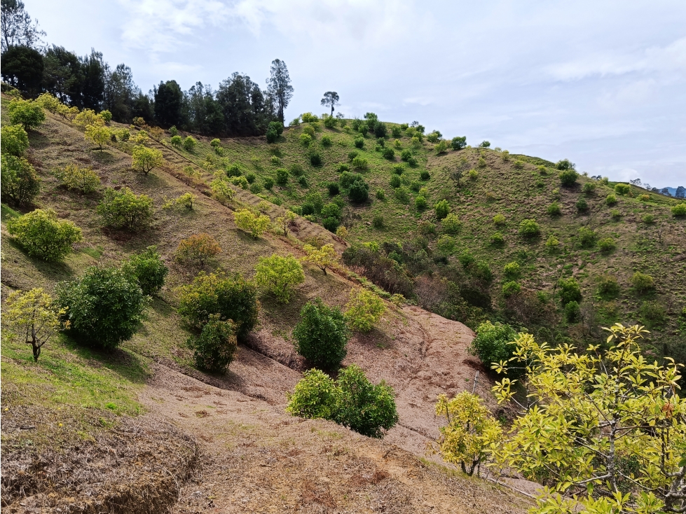 VENDO FINCA AGUACATERA EN MARINILLA VEREDA LLANADAS