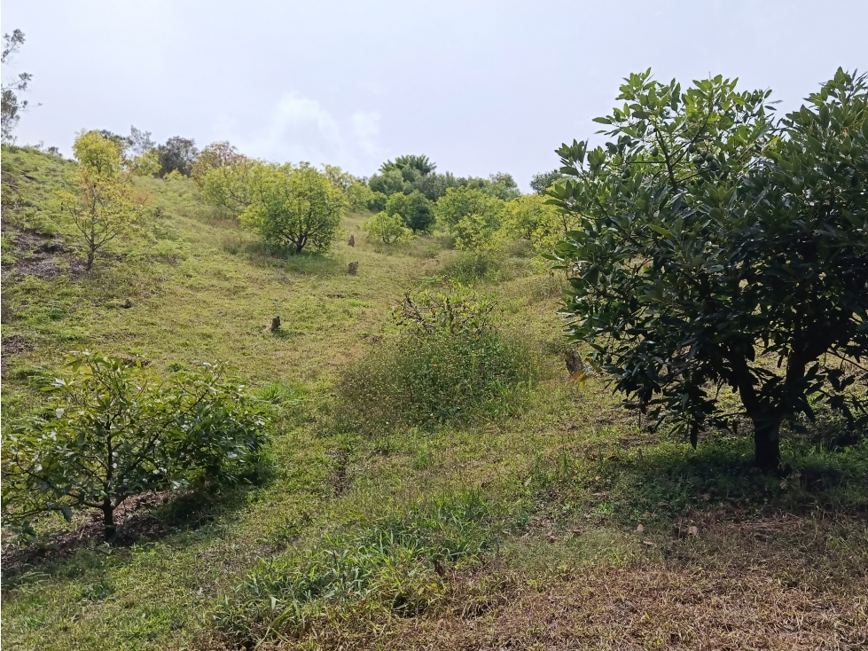 VENDO FINCA AGUACATERA EN MARINILLA VEREDA LLANADAS — foto 3