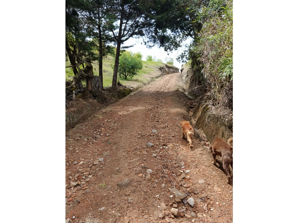 VENDO FINCA AGUACATERA EN MARINILLA VEREDA LLANADAS — foto 4
