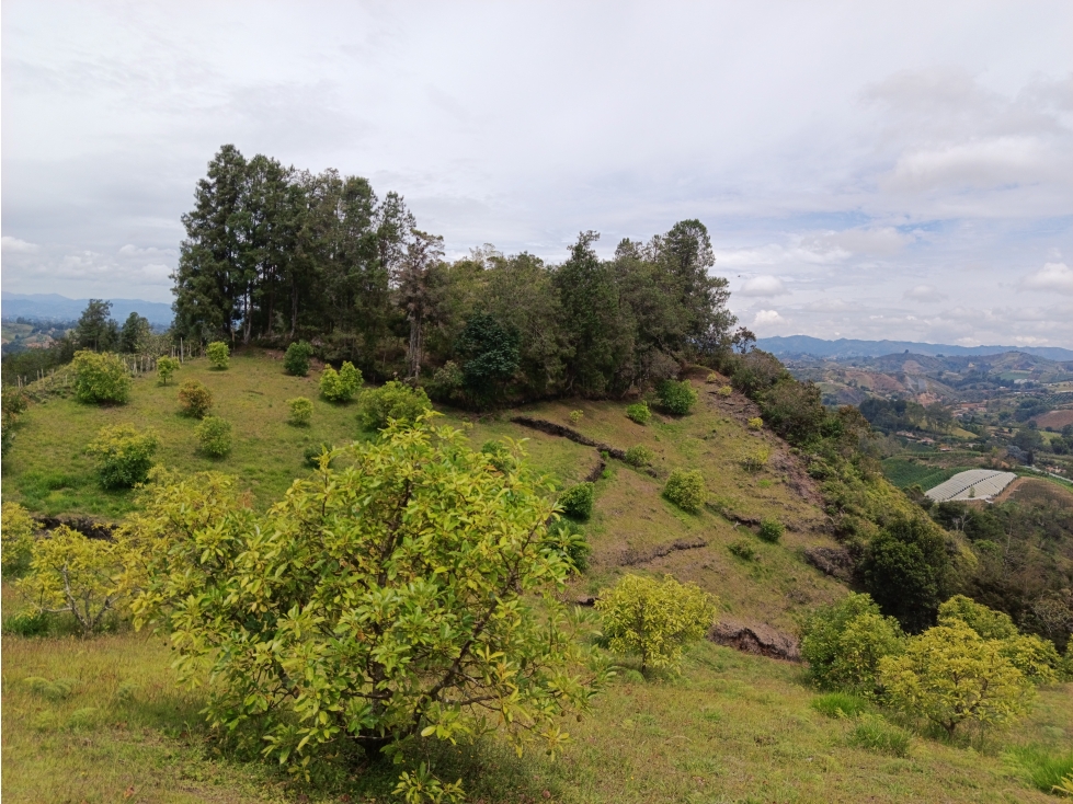 VENDO FINCA AGUACATERA EN MARINILLA VEREDA LLANADAS — foto 5
