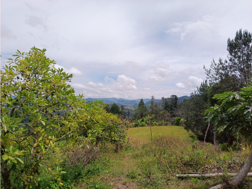 VENDO FINCA AGUACATERA EN MARINILLA VEREDA LLANADAS — foto 6