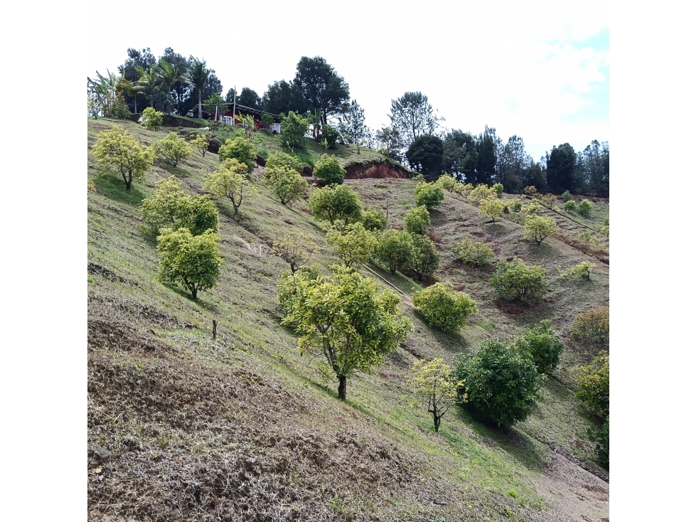 VENDO FINCA AGUACATERA EN MARINILLA VEREDA LLANADAS — foto 2
