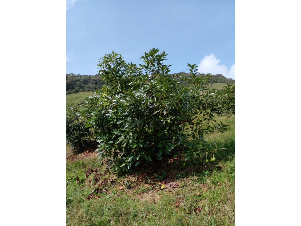 FINCA AGRÍCOLA EN VENTA EN GRANADA, ANTIOQUIA - 2
