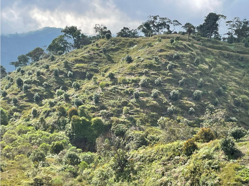 FINCA AGRÍCOLA EN VENTA EN GRANADA, ANTIOQUIA - 3