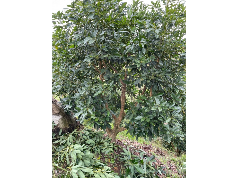 FINCA AGRÍCOLA EN VENTA EN GRANADA, ANTIOQUIA - 5
