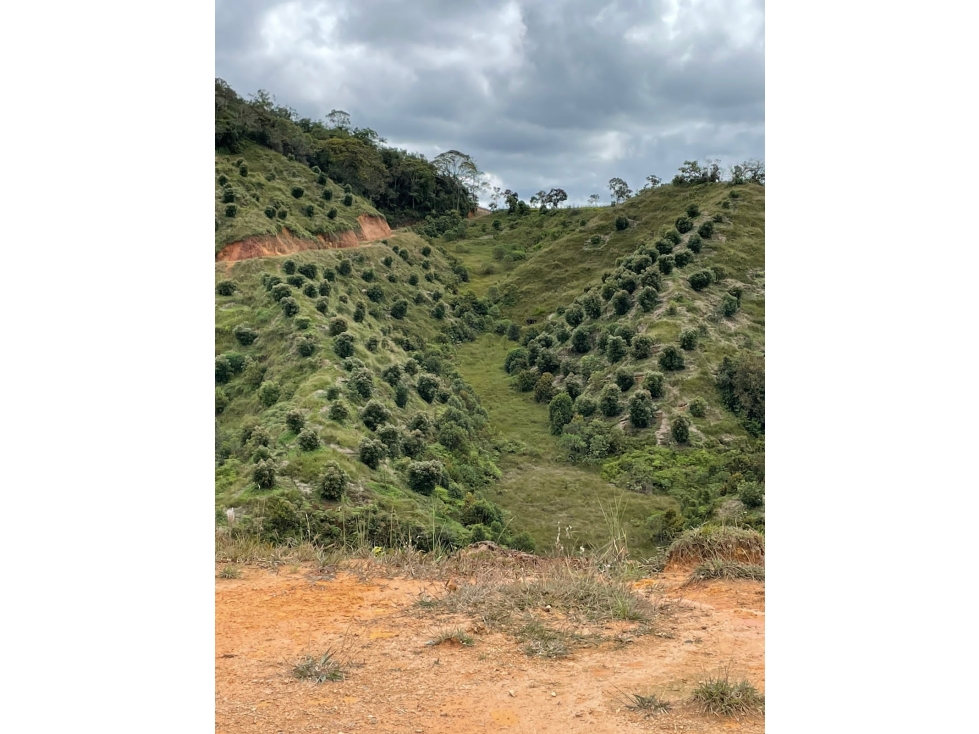 FINCA AGRÍCOLA EN VENTA EN GRANADA, ANTIOQUIA - 6