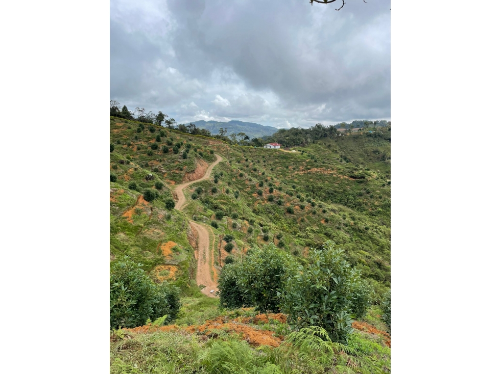 FINCA AGRÍCOLA EN VENTA EN GRANADA, ANTIOQUIA - 1