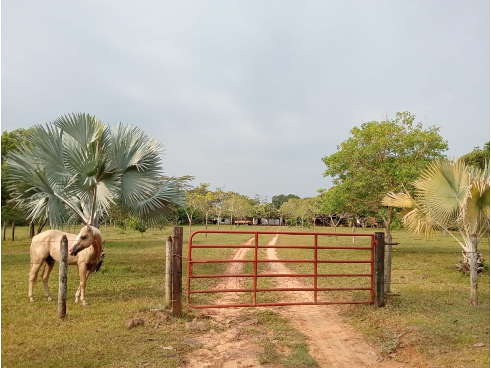 FINCA GANADERA DE 830 HA META | CERCA DE PUERTO LÓPEZ - 1