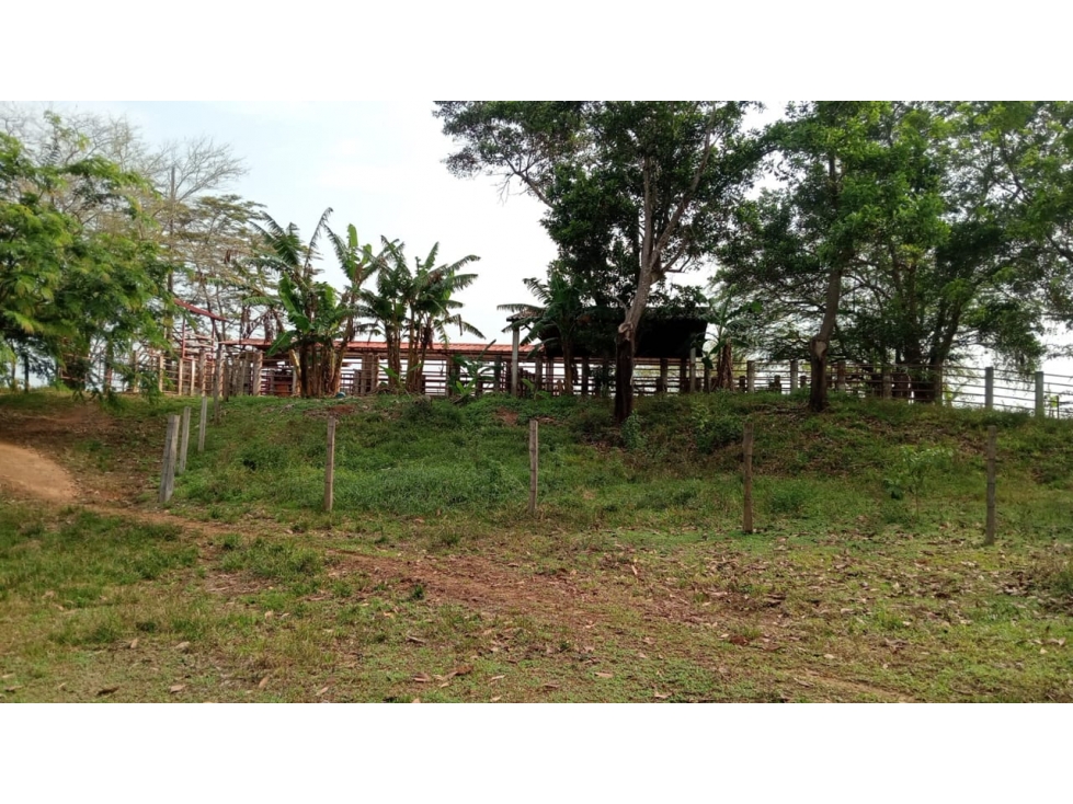 FINCA GANADERA DE 830 HA META | CERCA DE PUERTO LÓPEZ - 3
