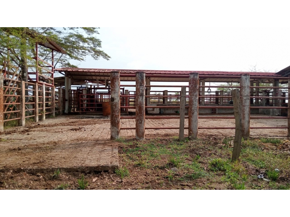 FINCA GANADERA DE 830 HA META | CERCA DE PUERTO LÓPEZ - 6