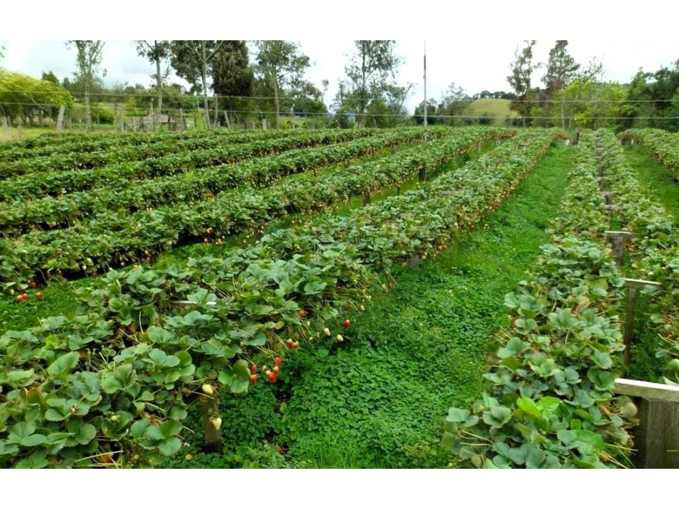 Venta Finca Guasca Vereda Santa Ana (AF) — foto 3