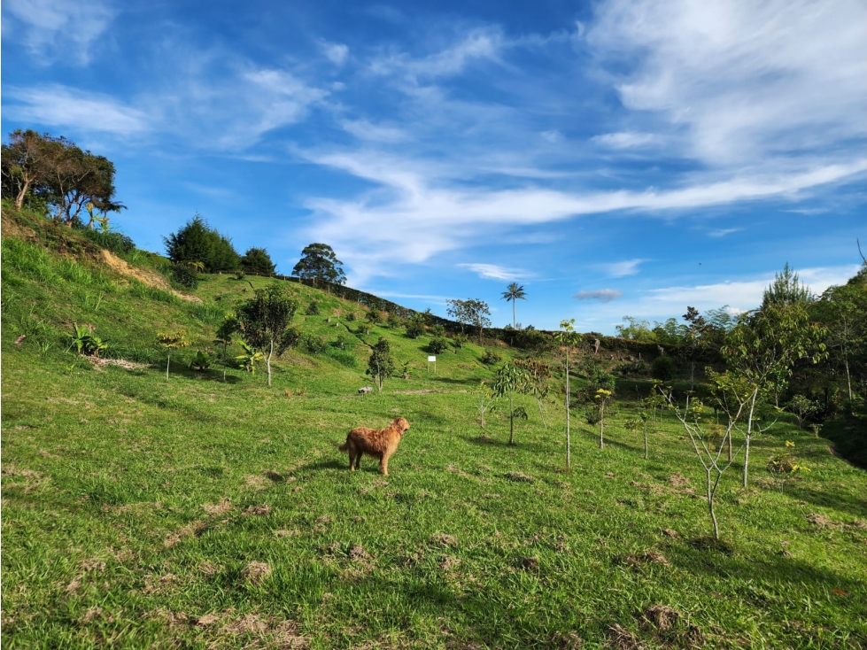 LOTE GUARNE VEREDA JUAN XXIII CON AGUA PROPIA — foto 2