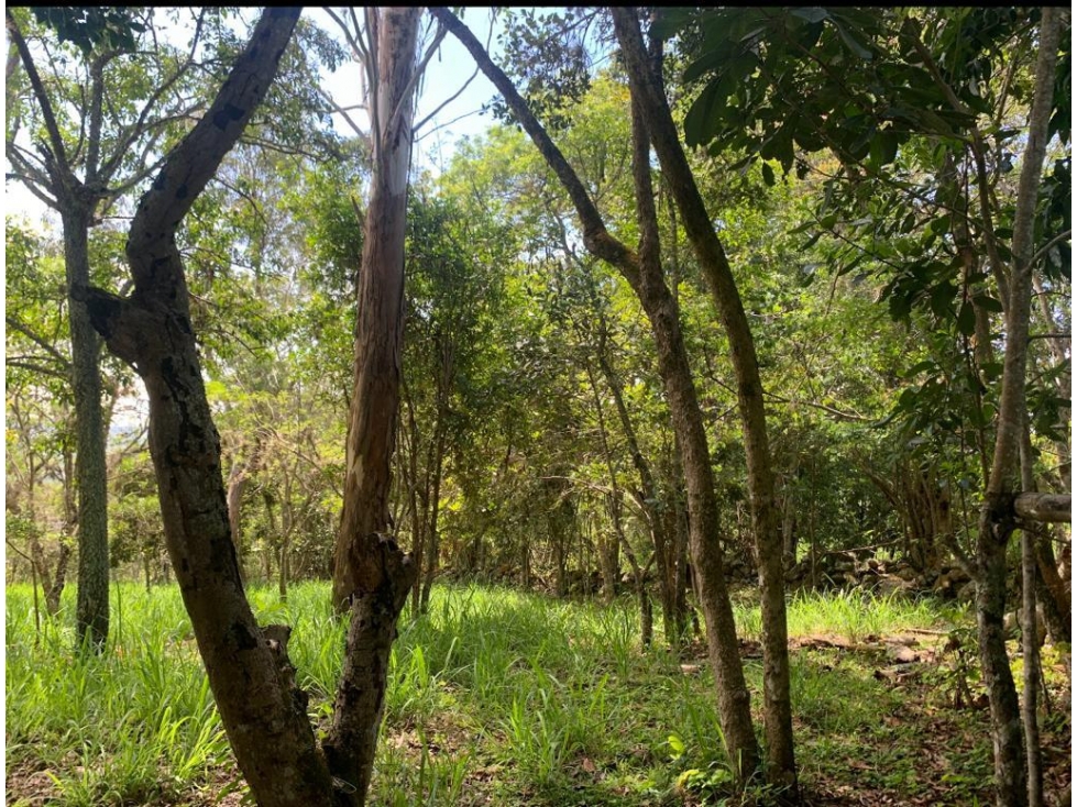 LOTE UBICADO EN ZONA EXCLUSIVA DE BARICHARA - 2