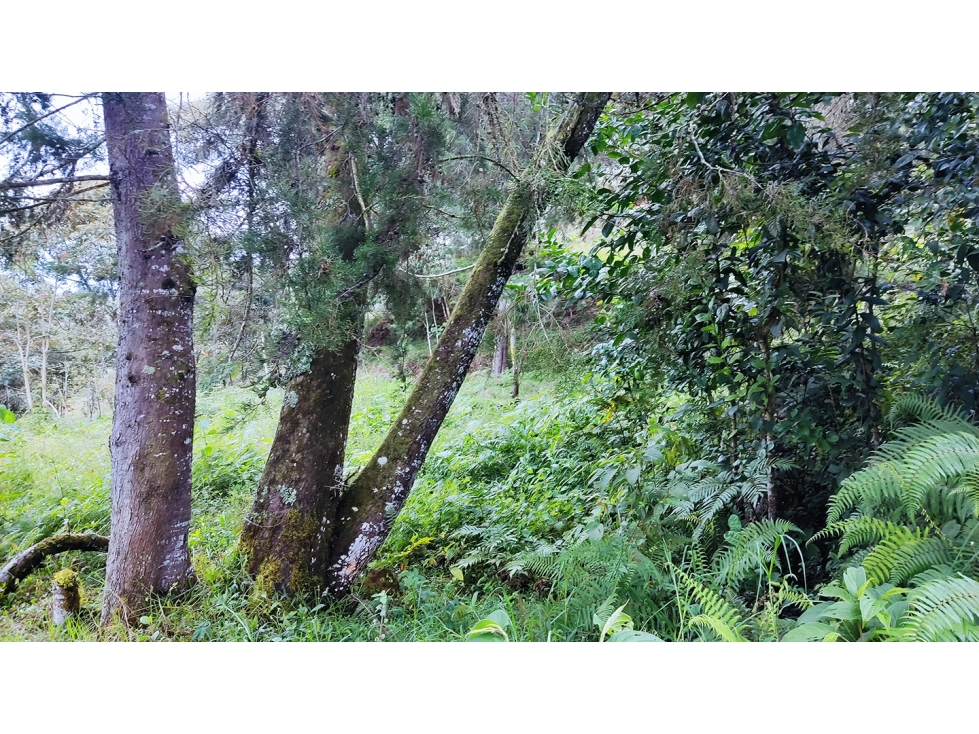 LOTE EN SANTUARIO VEREDA POTRERITO SE PUEDE SUBDIVIDIR EN 5 LOTES — foto 3