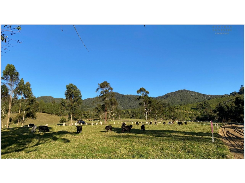 HERMOSO LOTE EN PARCELACION LA CEJA SECTOR EL YARUMO