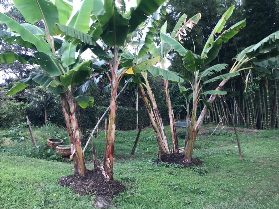 FINCA GUARNE VEREDA LA PASTORCITA A 5 MINUTOS DE LA AUTOPISTA AMOBLADA — foto 4
