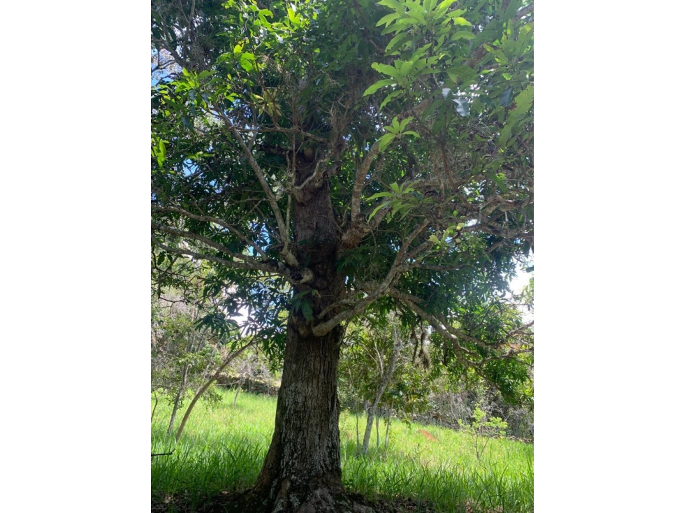 LOTE UBICADO EN ZONA EXCLUSIVA DE BARICHARA - 4