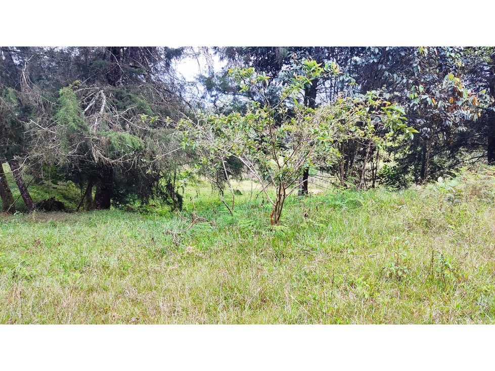 LOTE EN SANTUARIO VEREDA POTRERITO SE PUEDE SUBDIVIDIR EN 5 LOTES — foto 5