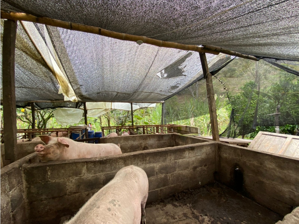 FINCA RIONEGRO TURISTICA Y PRODUCTIVA AUTOPISTA MEDELLIN BOGOTA — foto 4