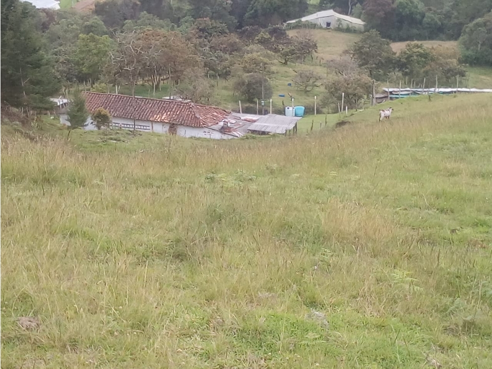 LOTE GUARNE VEREDA GUAPANTE PERFECTO PARA PARCELAR — foto 6