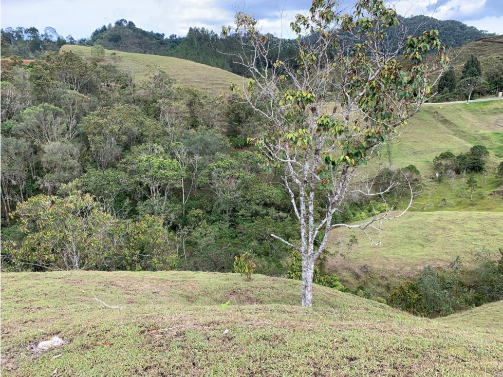 LOTE EL RETIRO VEREDA PANTANILLO EN PARCELACION — foto 6