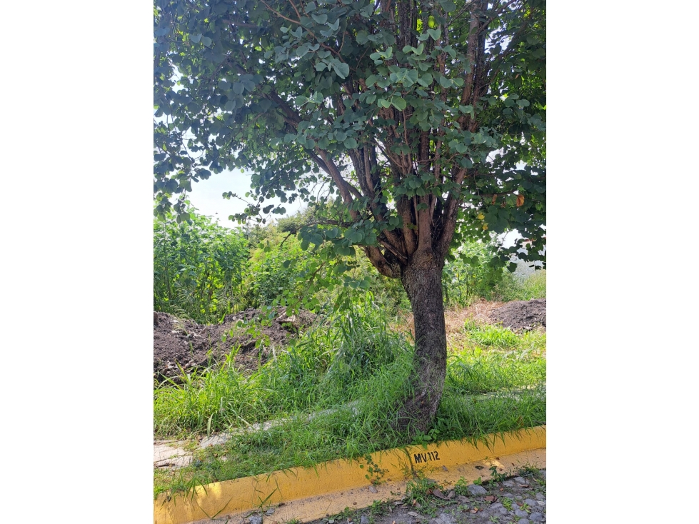 Terrenos en Venta, Burgos Bugambilias: Gran Inversión Para Tu Proyecto - 4